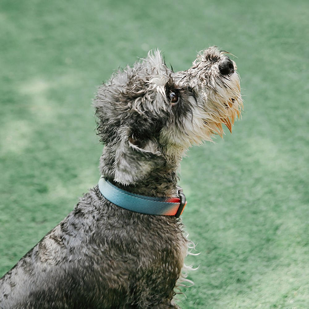 犬用項圈 (多款)