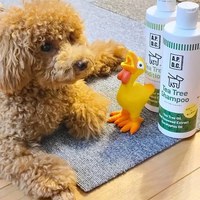 犬用清潔護理系列 - 茶樹精油沐浴乳