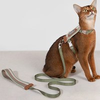 條紋貓胸背牽引繩套裝 (多色)