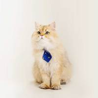 貓咪領帶 (多款)