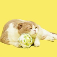 貓薄荷玩具 - 菜狗